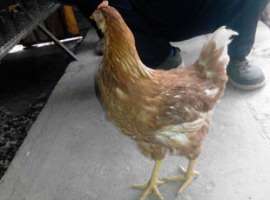 河南惠民养殖中心青年鸡出售