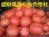 唐山西红柿,韭菜