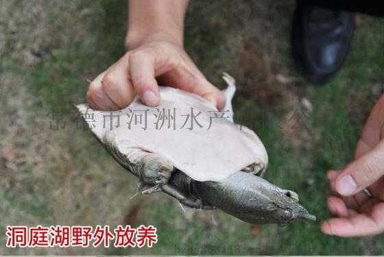 【河洲甲鱼】珠海野生甲鱼批发|中华鳖苗养殖