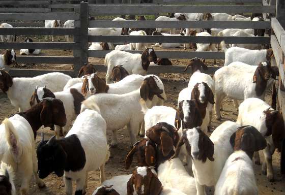 山东波尔山羊养殖场小母羊多少钱一只