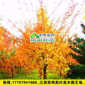 正宗日本红枫赤金枫 珊瑚阁红枫苗 黄金枫树苗 三季观叶红枫树