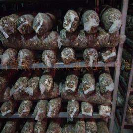 山东青岛厂家供应有机香菇菌棒有机香菇菌包（图）